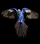 hyacinth macaw