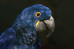 hyacinth macaw