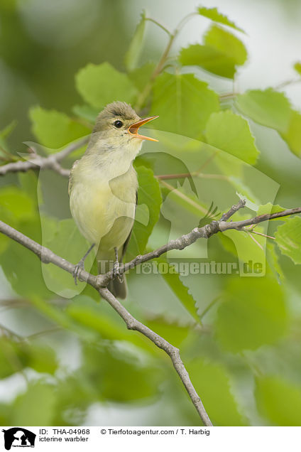 icterine warbler / THA-04968