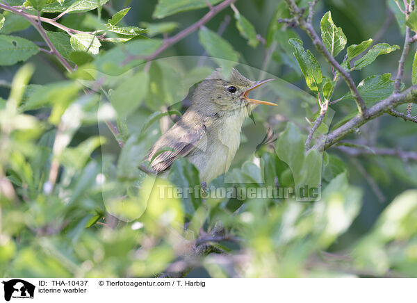 icterine warbler / THA-10437
