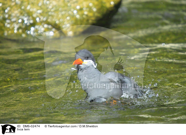 Inkaseeschwalbe / Inca tern / DMS-02474