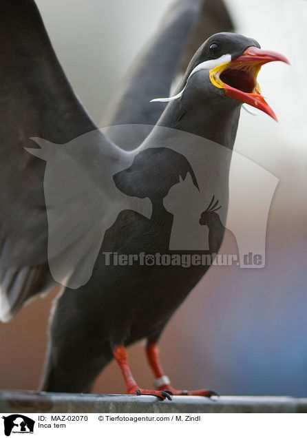 Inkaseeschwalbe / Inca tern / MAZ-02070