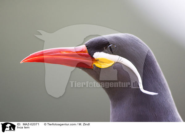 Inkaseeschwalbe / Inca tern / MAZ-02071