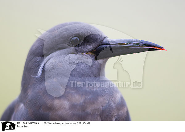 Inkaseeschwalbe / Inca tern / MAZ-02072