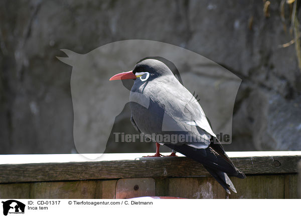 Inkaseeschwalbe / Inca tern / CD-01317