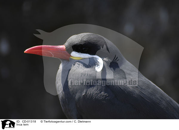 Inkaseeschwalbe / Inca tern / CD-01318