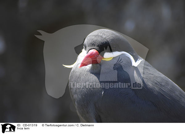 Inkaseeschwalbe / Inca tern / CD-01319