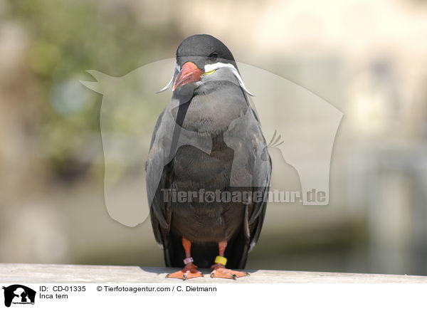 Inkaseeschwalbe / Inca tern / CD-01335