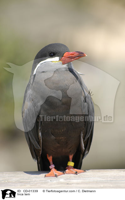Inkaseeschwalbe / Inca tern / CD-01339