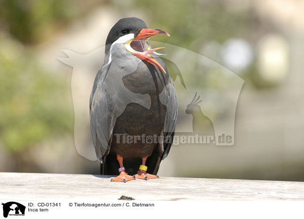 Inkaseeschwalbe / Inca tern / CD-01341