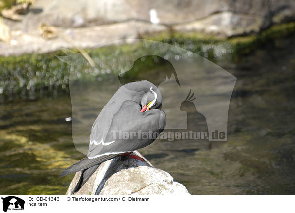 Inkaseeschwalbe / Inca tern / CD-01343