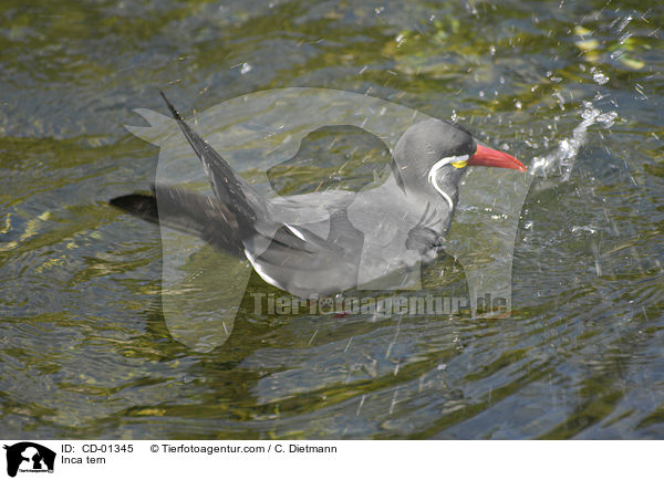 Inkaseeschwalbe / Inca tern / CD-01345