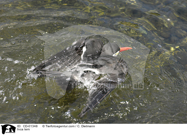Inkaseeschwalbe / Inca tern / CD-01348