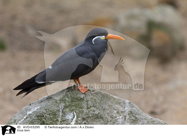 Inca tern / AVD-03295