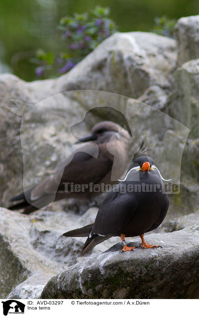 Inca terns / AVD-03297