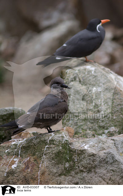 Inca terns / AVD-03307