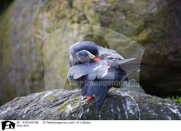 Inkaseeschwalbe / Inca tern / AVD-05196