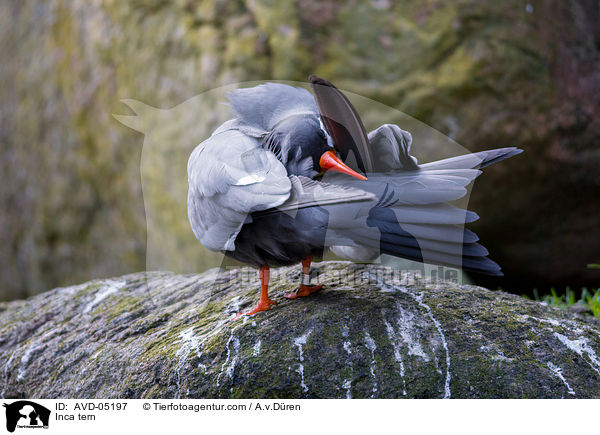 Inkaseeschwalbe / Inca tern / AVD-05197