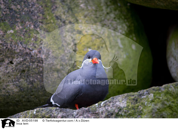 Inca tern / AVD-05198