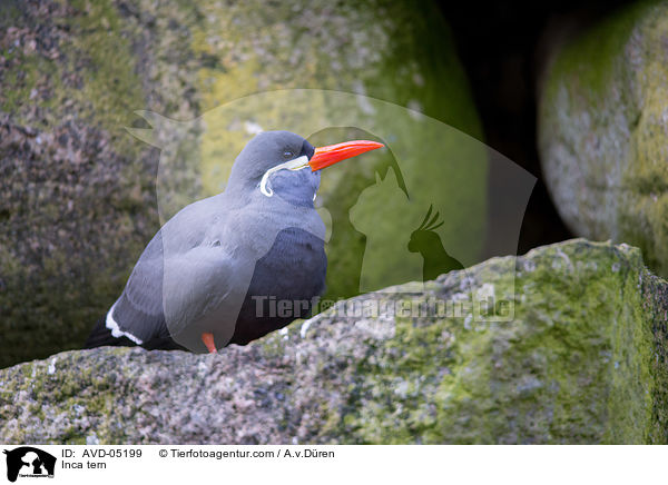 Inkaseeschwalbe / Inca tern / AVD-05199