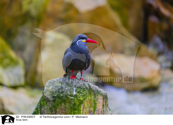 Inkaseeschwalbe / Inca tern / PW-09607