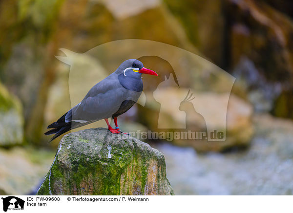 Inkaseeschwalbe / Inca tern / PW-09608