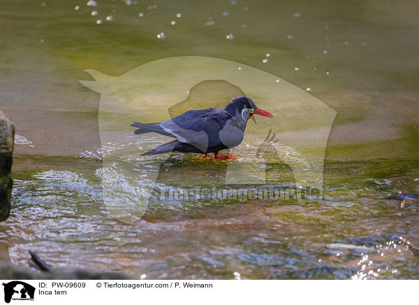 Inca tern / PW-09609