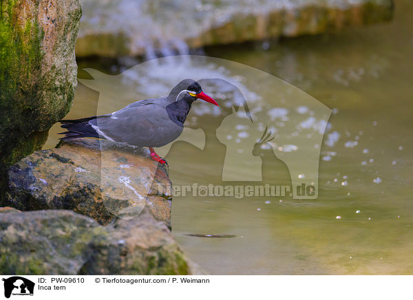 Inca tern / PW-09610