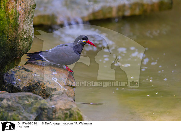 Inkaseeschwalbe / Inca tern / PW-09610