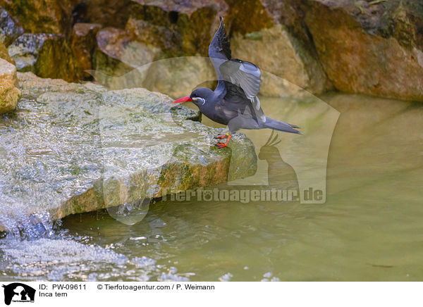 Inkaseeschwalbe / Inca tern / PW-09611