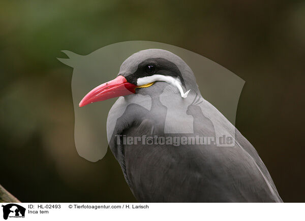 Inca tern / HL-02493