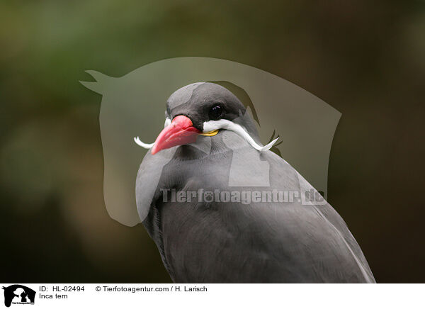 Inca tern / HL-02494