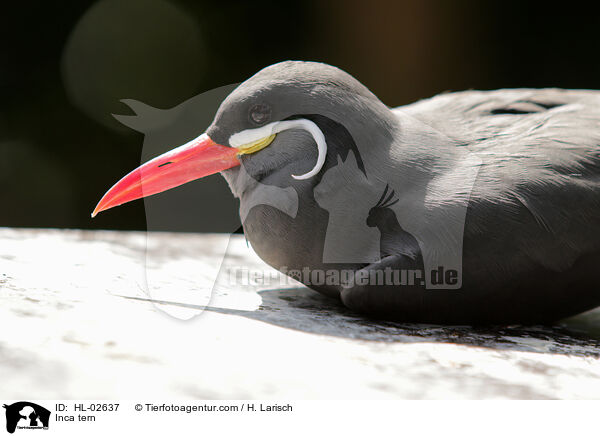 Inkaseeschwalbe / Inca tern / HL-02637