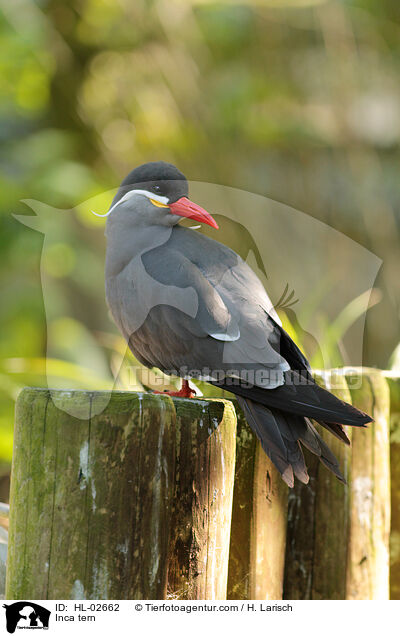 Inca tern / HL-02662