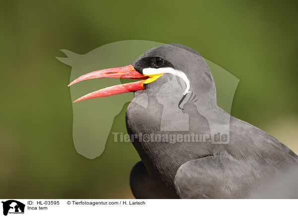 Inkaseeschwalbe / Inca tern / HL-03595