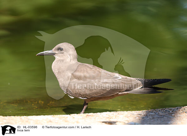 Inca tern / HL-03596