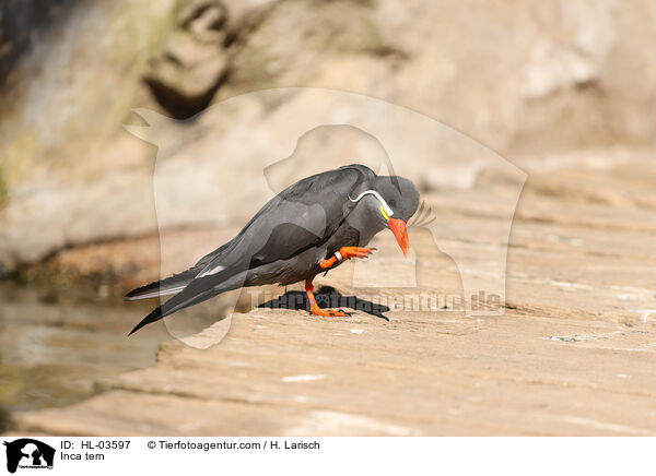 Inca tern / HL-03597