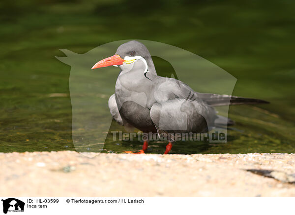 Inkaseeschwalbe / Inca tern / HL-03599