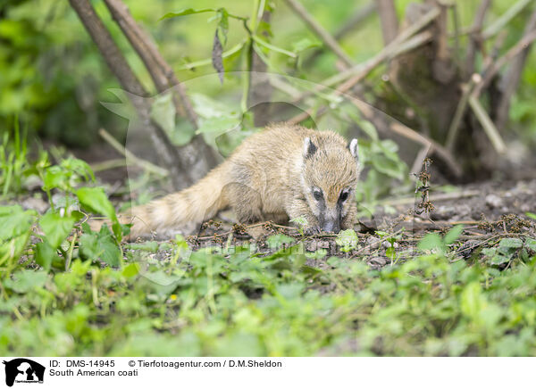 Sdamerikanischer Nasenbr / South American coati / DMS-14945