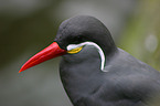 Inca Tern