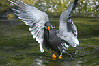 Inca tern