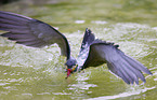 Inca tern