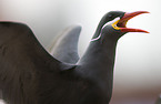 Inca tern