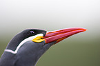 Inca tern