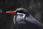 Inca tern