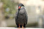 Inca tern