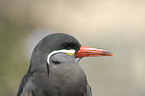 Inca tern