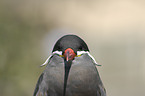 Inca tern