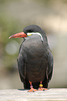 Inca tern