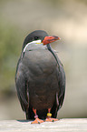 Inca tern